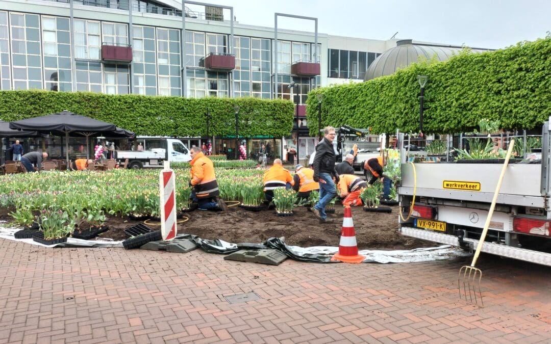 Duizenden tulpen op de Koornmarkt
